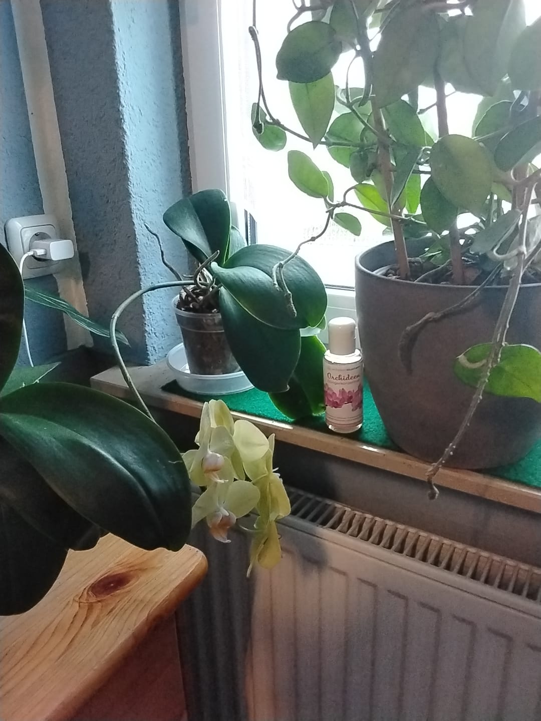 Customer photo review of Orchideendünger in Dosierflasche, hochkonzentriert