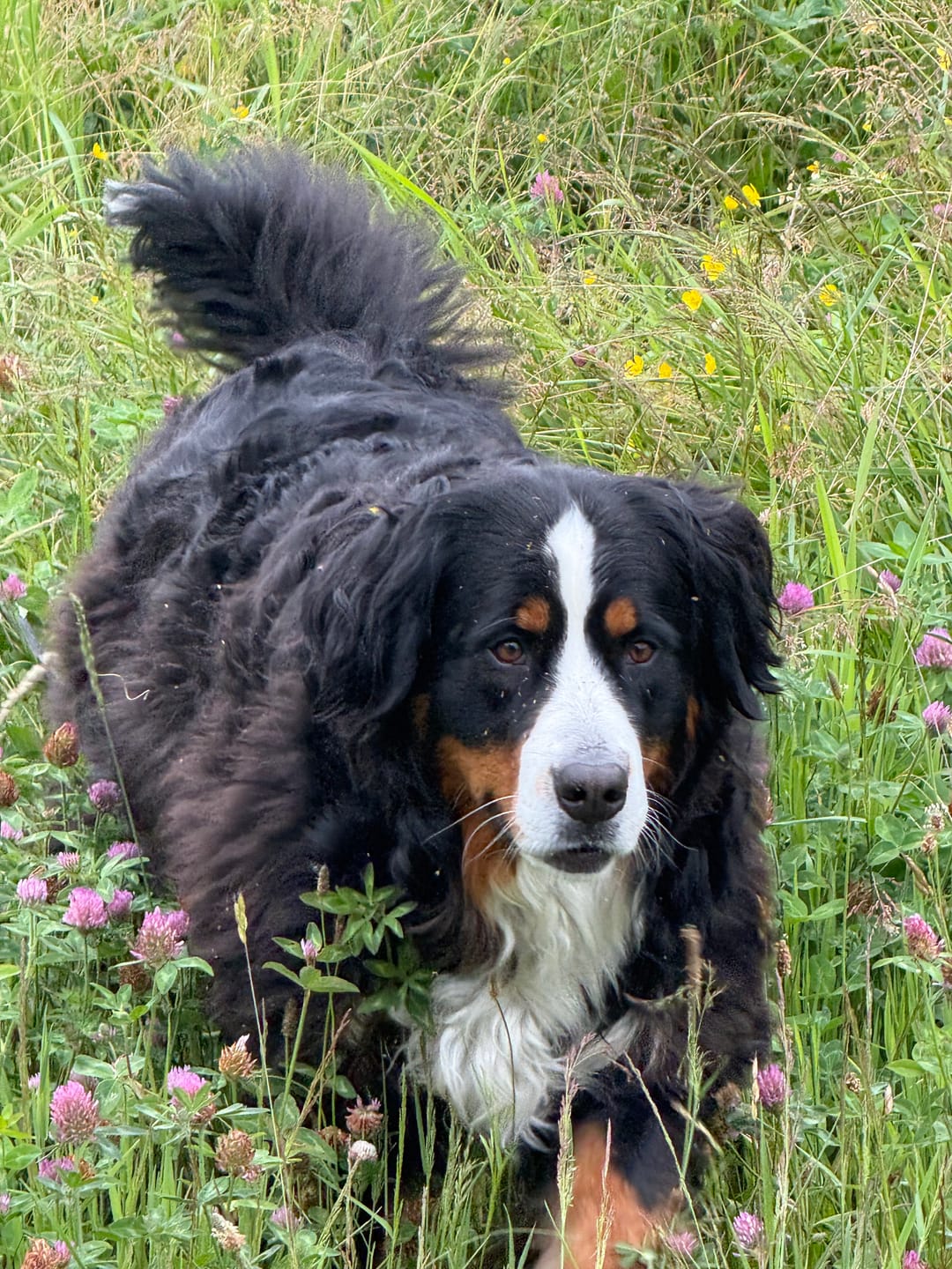 Customer photo review of Himalayan Yak Chew (LARGE)