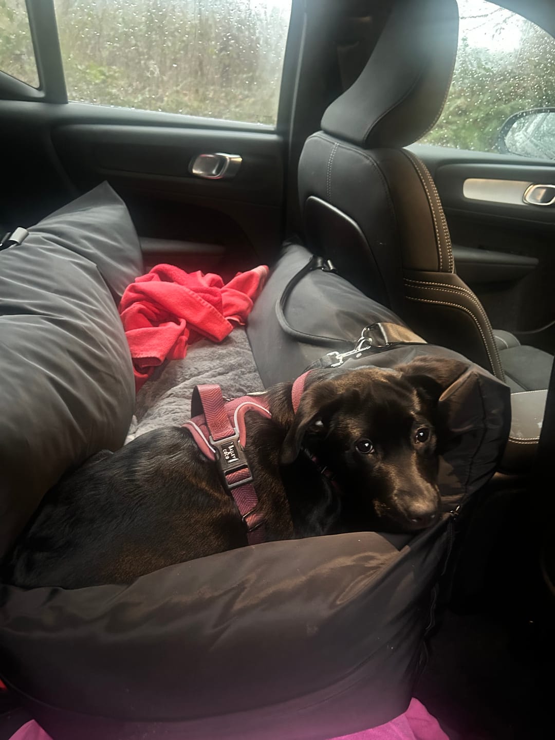 Customer photo review of Travel Dog Pod XL - Now With Isofix