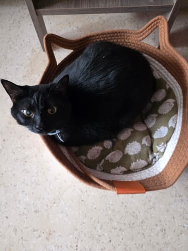 Customer photo review of Instinct Basket | Meet the first research-backed natural territory for indoor cats