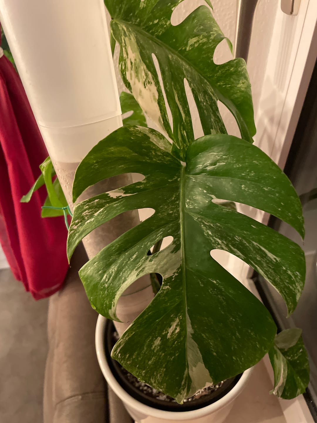 Customer photo review of MONSTERA DELICIOSA VARIEGATA
