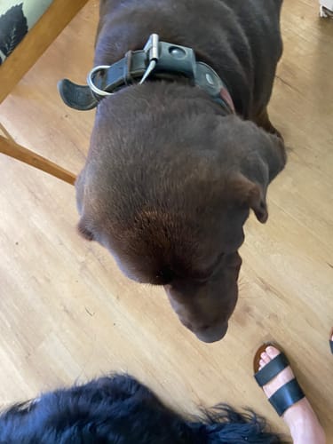 Customer photo review of FluffGuard - 12 Months Bug Free Collar