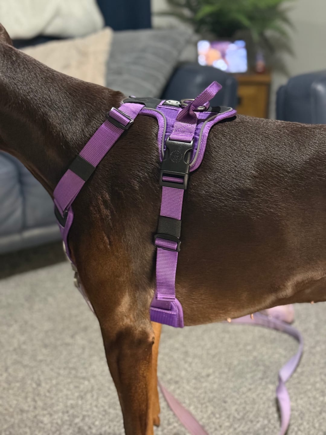 Customer photo review of Anti Pull Hurricane Harness Lighter | With Handle - Purple