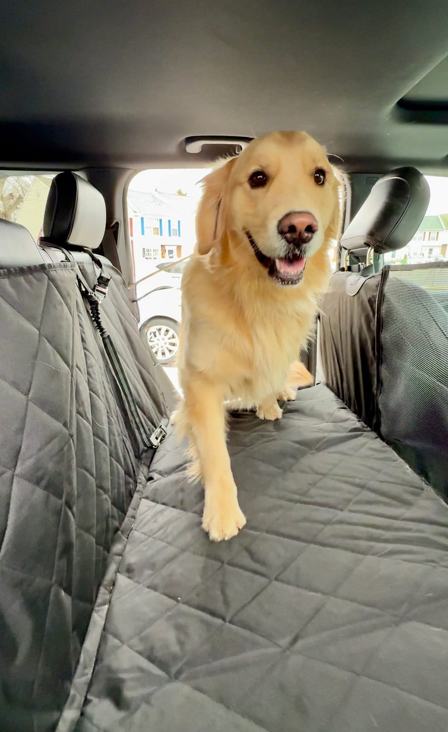 Customer photo review of 4Knines Hard Bottom Extender Car Seat Cover for Dogs - Regular