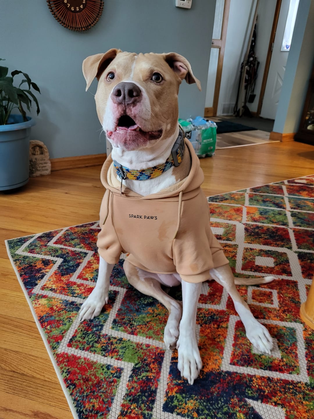 Customer photo review of Essential Dog Hoodie - Caramel