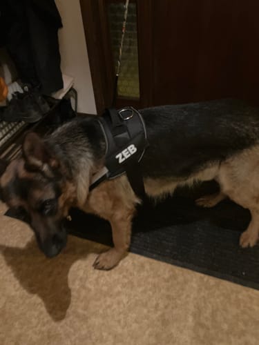Customer photo review of Hundsele med Namn och Telefonnummer