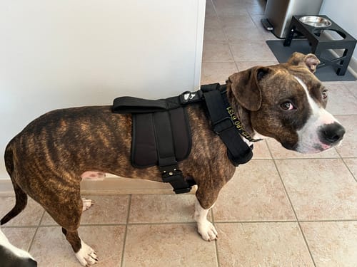 Customer photo review of No Pull Bully Proof Harness
