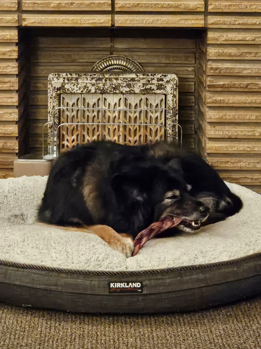 Customer photo review of 12 Inch Jumbo Braided Bully Stick