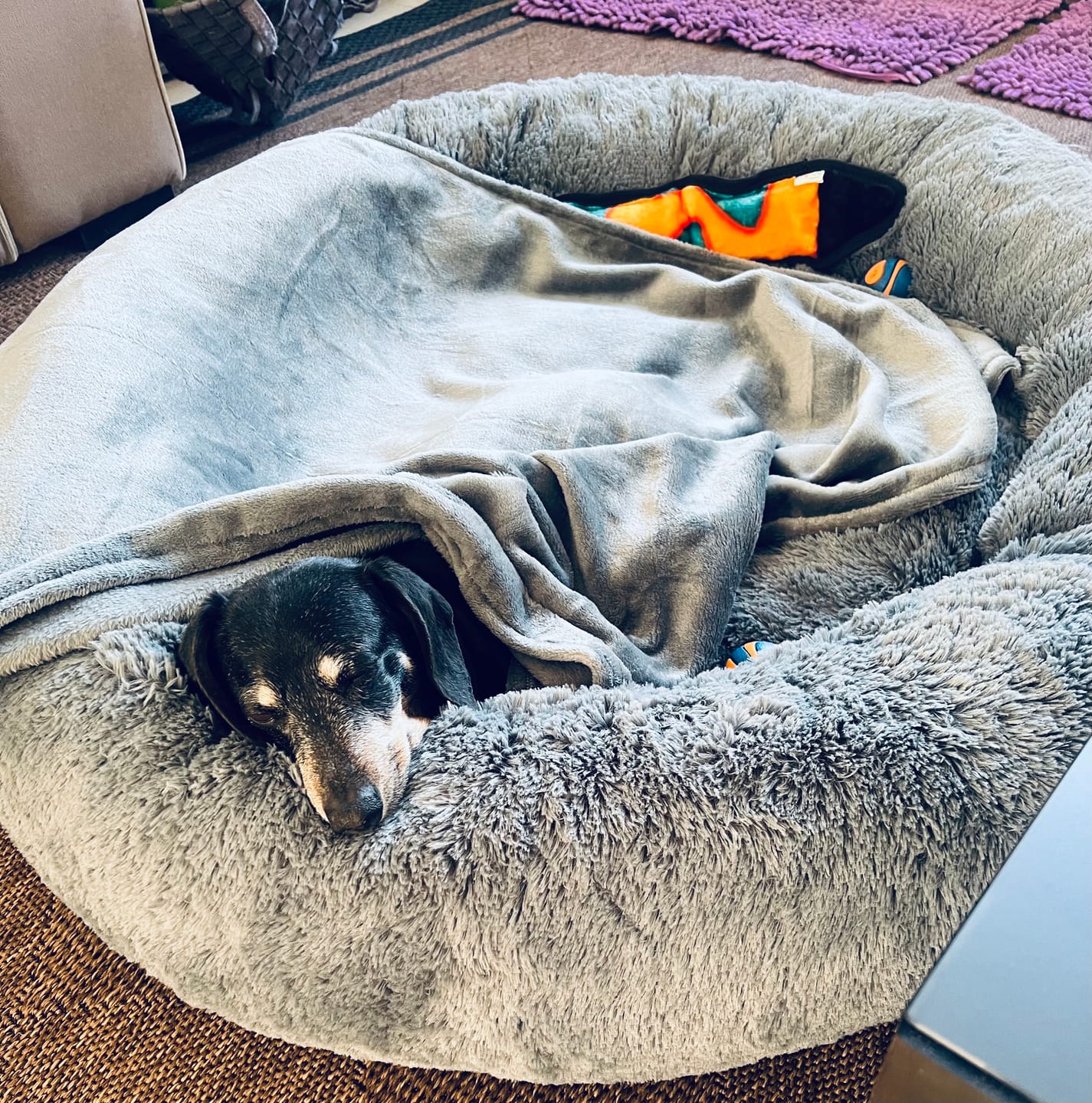 Customer photo review of Manta Relajante para Mascotas