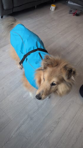 Customer photo review of Vimy & DryDogs Lightweight Waterproof Raincoat with Harness Hole Zip