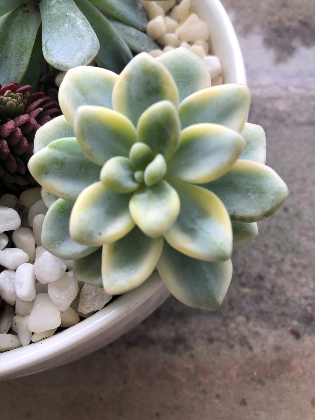 Customer photo review of Sedum clavatum variegated cuttings x 1