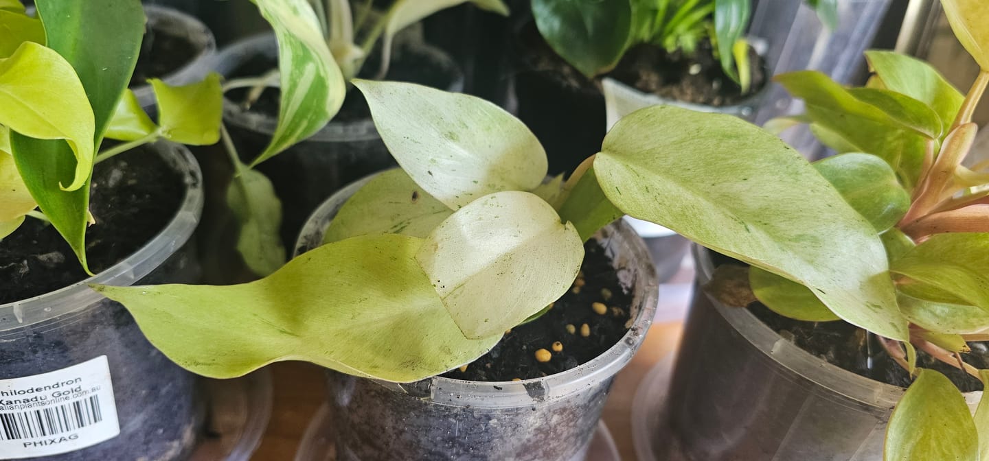 Customer photo review of Philodendron ‘Snowdrift’ – Rare Variegated Aroid with Speckled Cream & Green Leaves