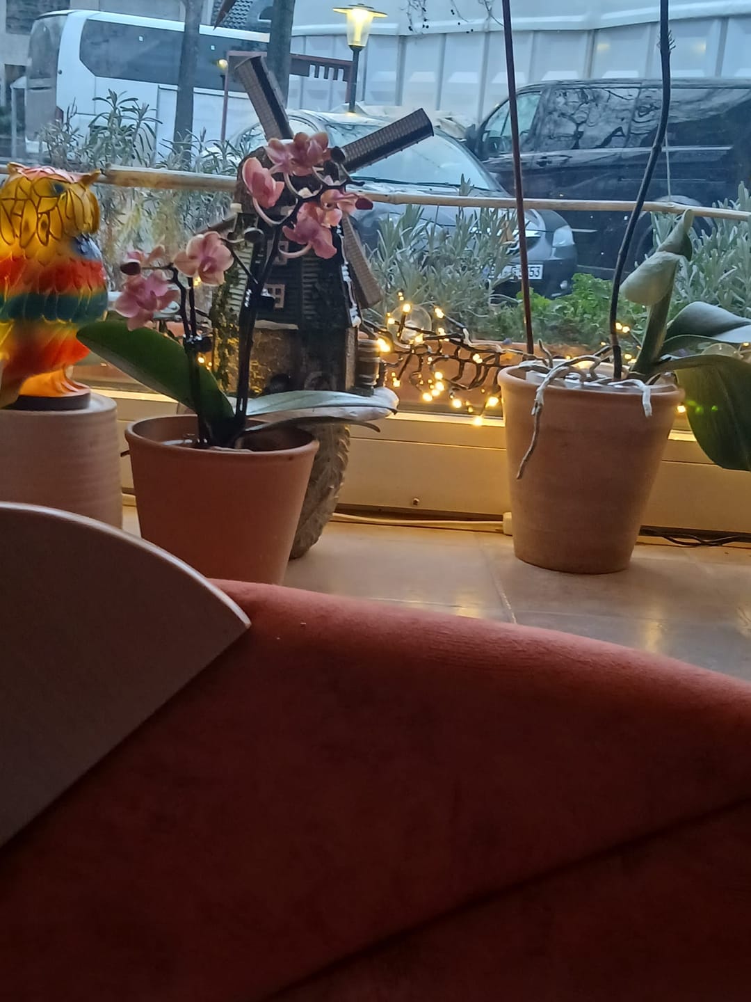 Customer photo review of Duftorchidee Table Dance Dusty Belle mit orange-roten Blüten und 2 Rispen