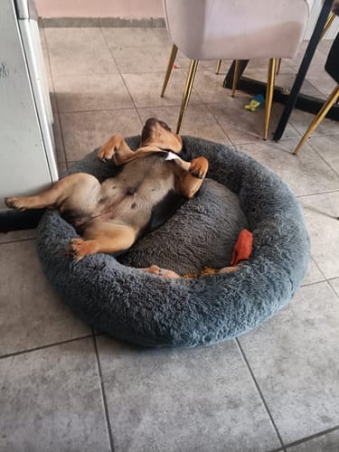 El perro de un cliente duerme muy relajado boca arriba sobre la Cama Antiestrés gris y afelpada.