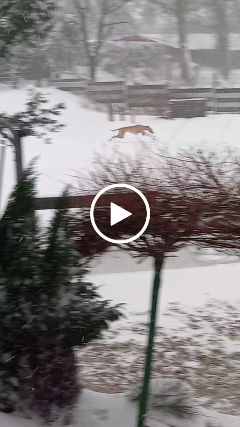 Customer video review of Darmflora Test Basic Hund