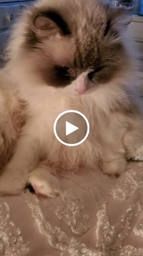 Customer video review of 2x Blisso Advanced Cat Probiotic | Cat Probiotic for Diarrhea & Kidney Support