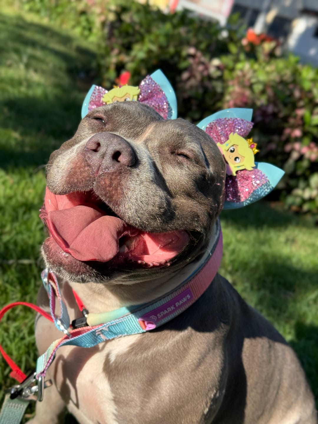 Customer photo review of Cushioned Martingale Collars