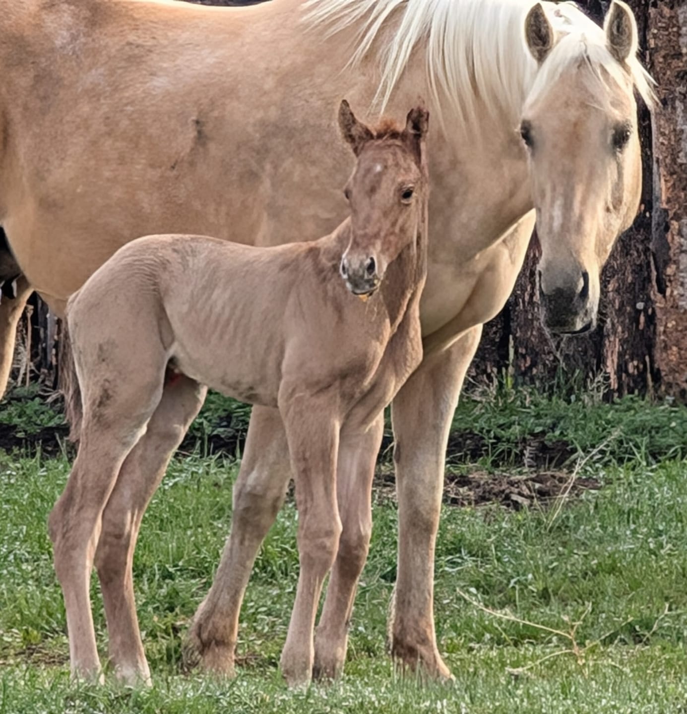 Customer photo review of Foal Kick Start Paste