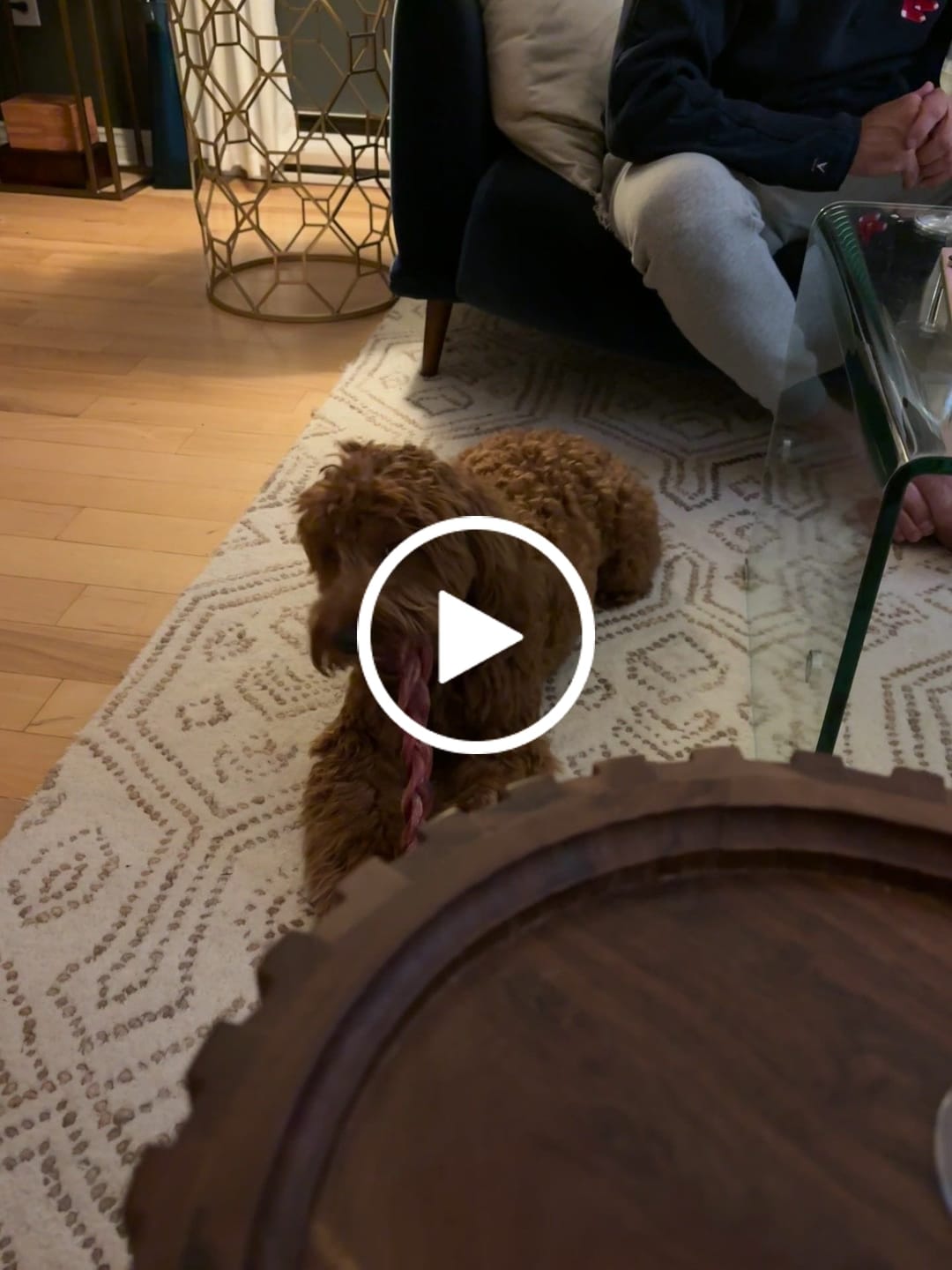 Customer video review of 12 Inch Jumbo Braided Bully Stick
