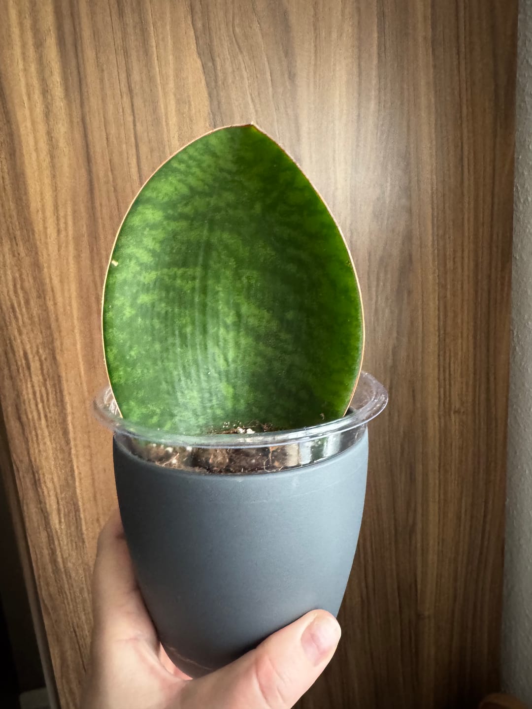 Customer photo review of SANSEVIERIA GRANDIS
