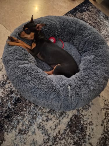 Perrito de un cliente acurrucado en la cómoda Cama Antiestrés para Perros gris.