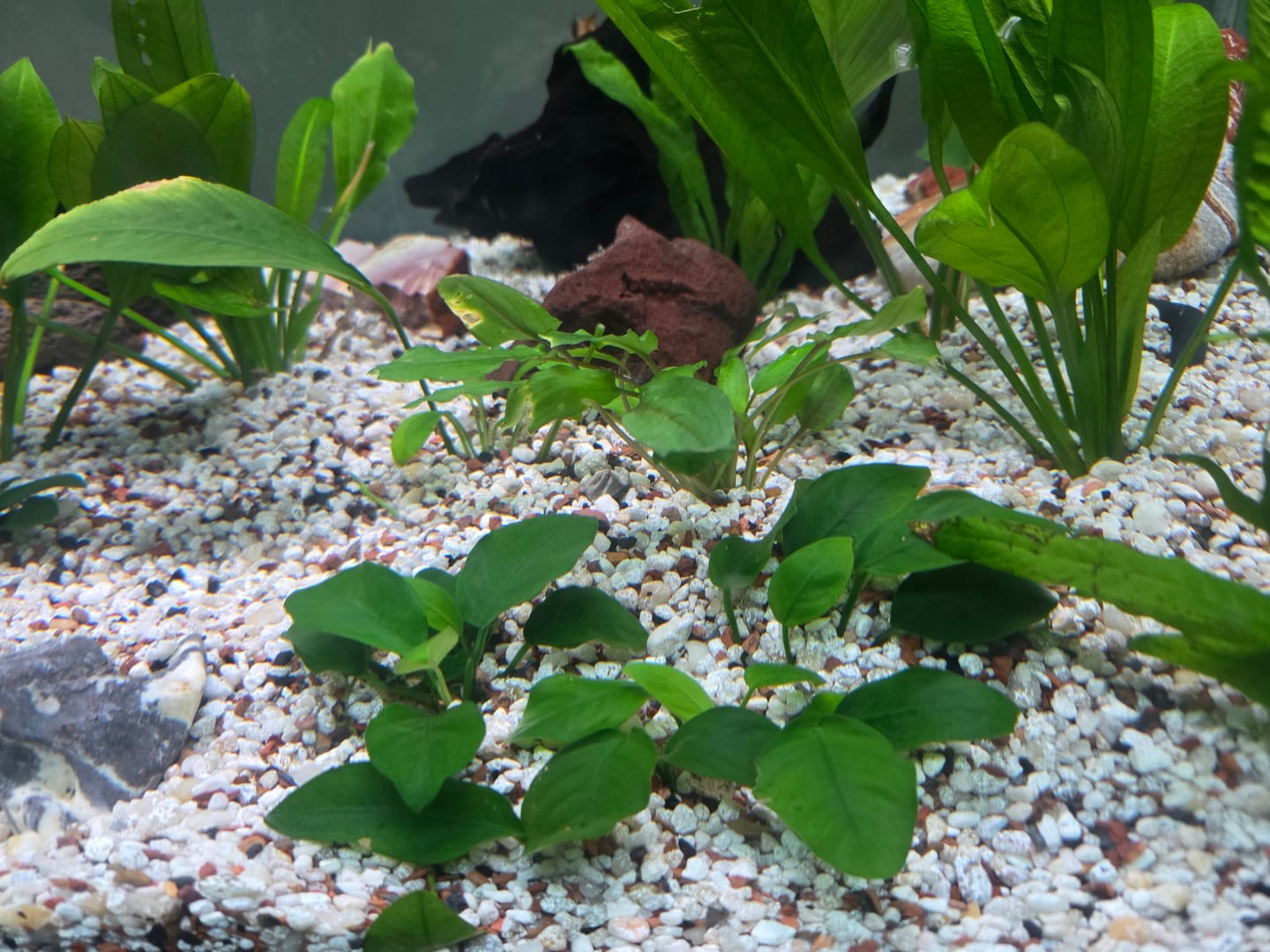 Customer photo review of Dwarf Sag (Sagittaria Subulata)
