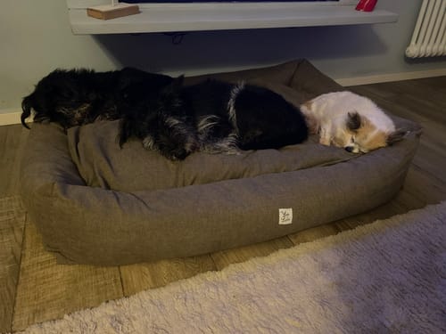 Customer photo review of Cover Divanetto Boucle Teddy Noce