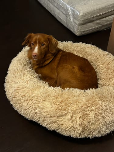 Customer photo review of CalmBed överdrag