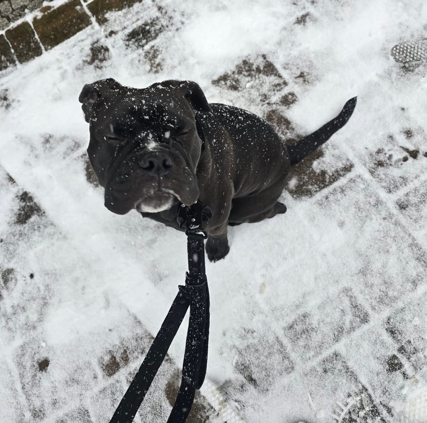 Customer photo review of Multi Guard Leash Svart - Multi-väktarkoppel