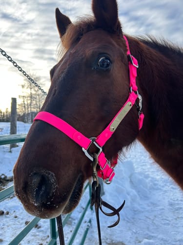 Customer photo review of Personalized Halter - Preorder
