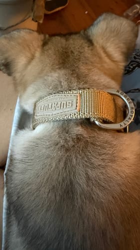 Customer photo review of SUPATUFF® Strong Dog Collar Desert Wolf (Slim Fit)