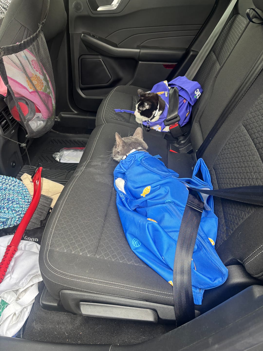 Customer photo review of Kitastic Cat Carrier