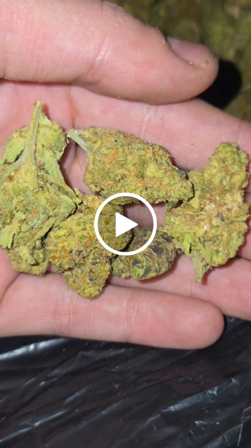 Customer video review of Wedding Crasher THCA Flower LB