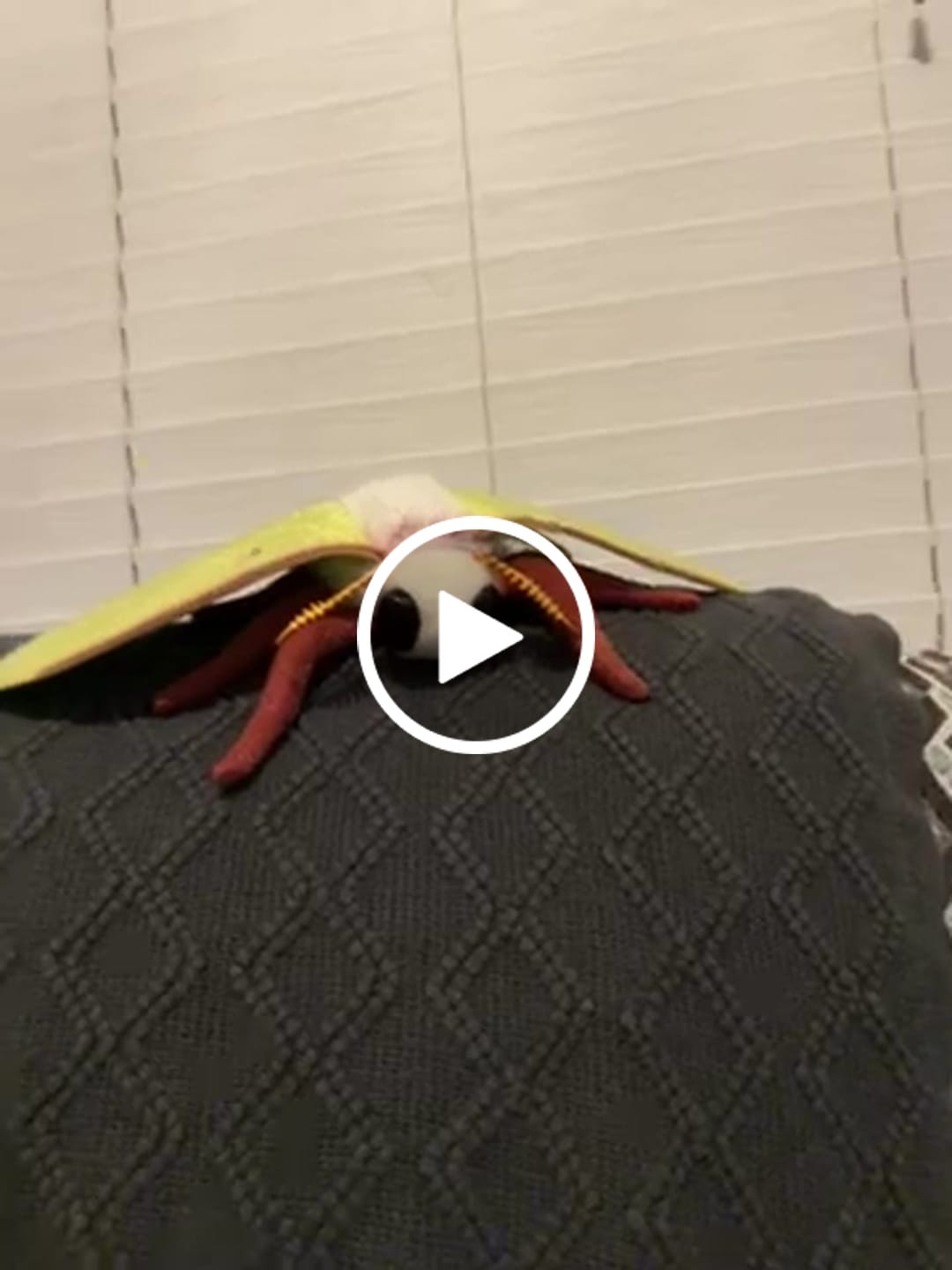 Customer video review of Indian Moon Moth Soft Stuffed Plush Toy