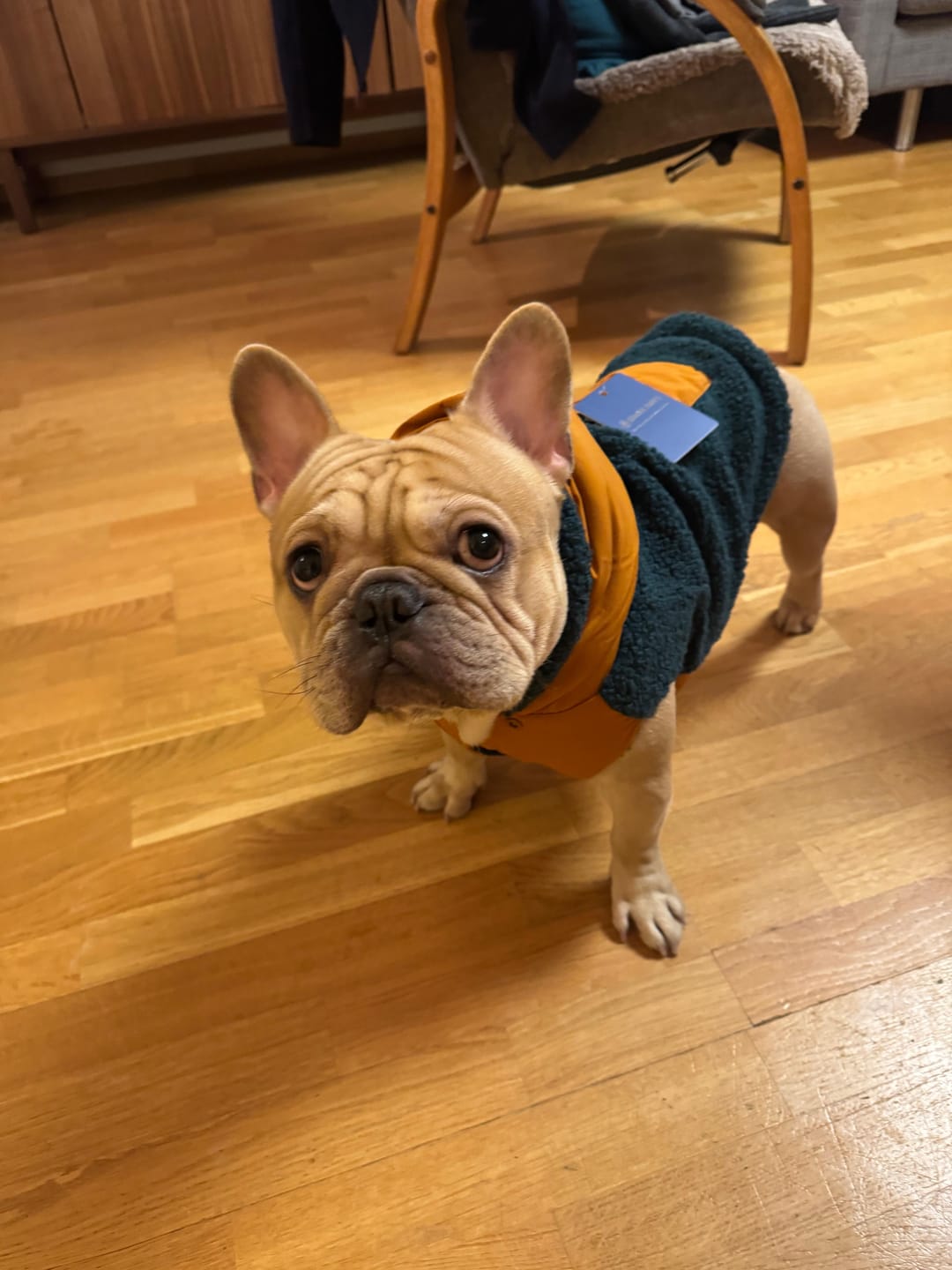 Customer photo review of Reversible Jacket - Green and Orange