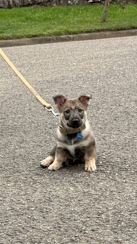 Customer photo review of Dog Leash - SupaTuff® Desert Wolf Standard 120cm