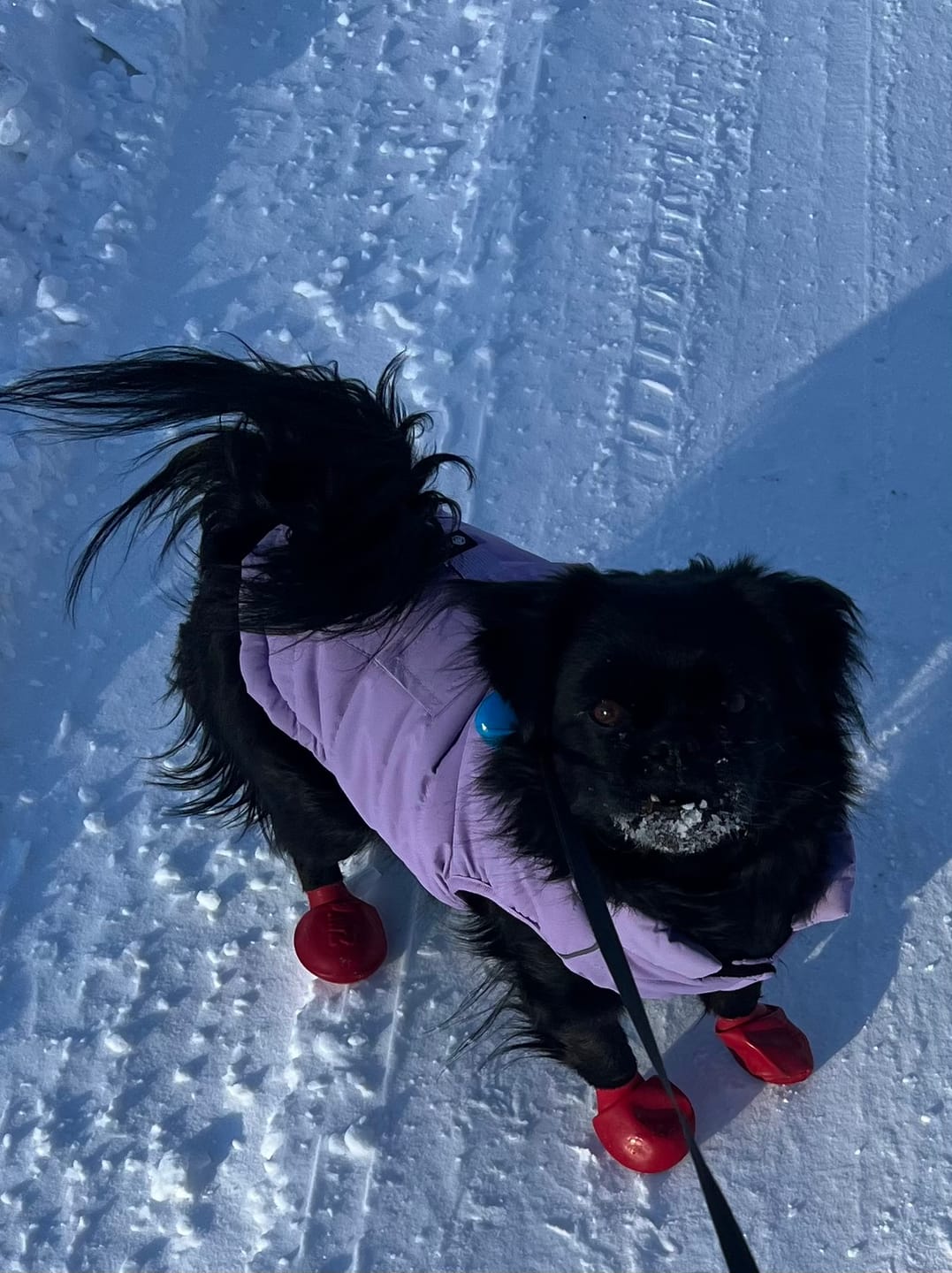 Customer photo review of WarmShield Water-Resistant Jacket - Lilac
