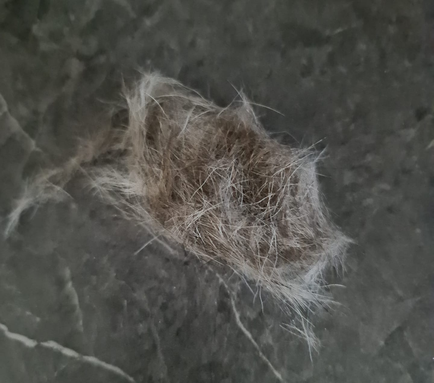 Customer photo review of Hundstaff Pack Fur Comb - Hundkamm