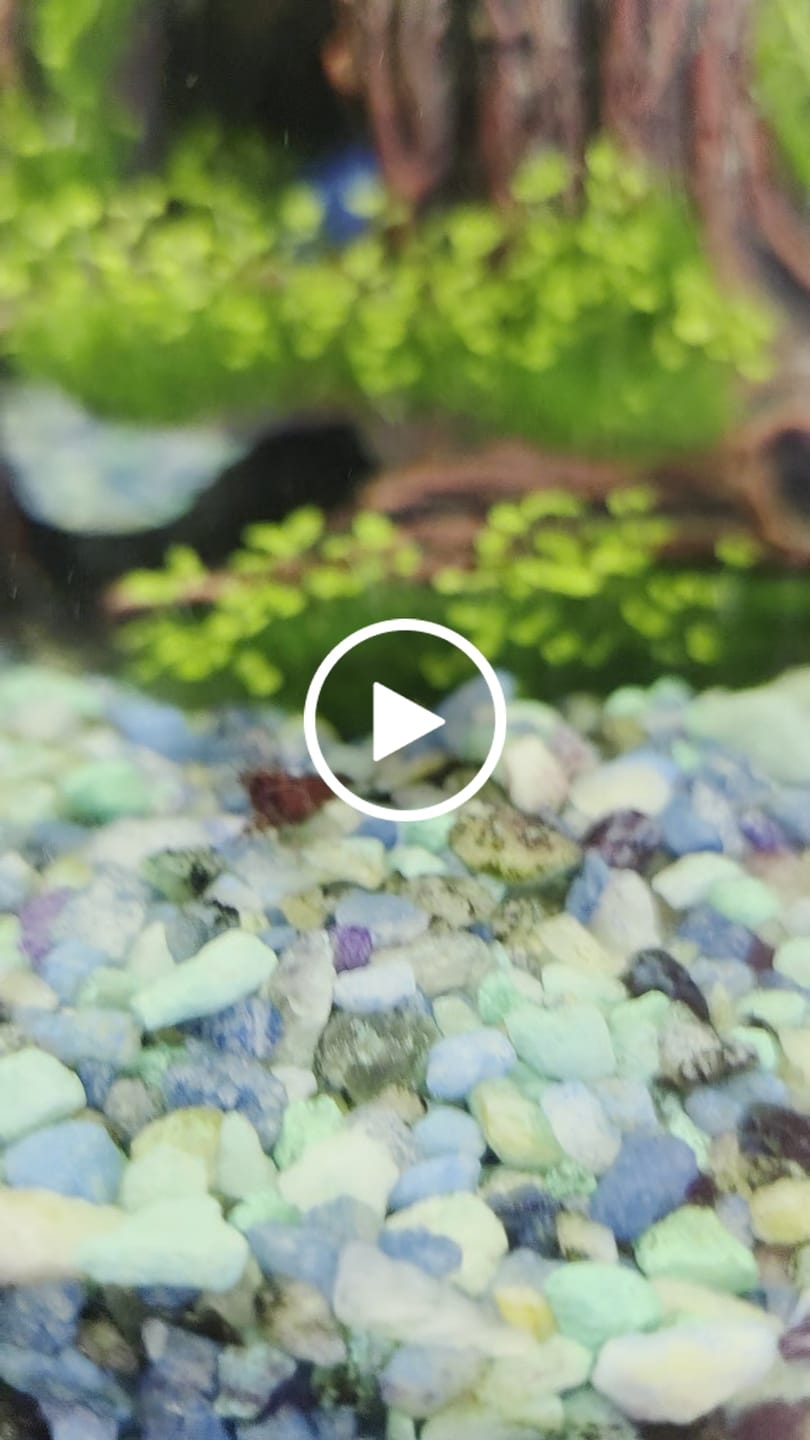 Customer video review of Fourth Of July Shrimp Pack