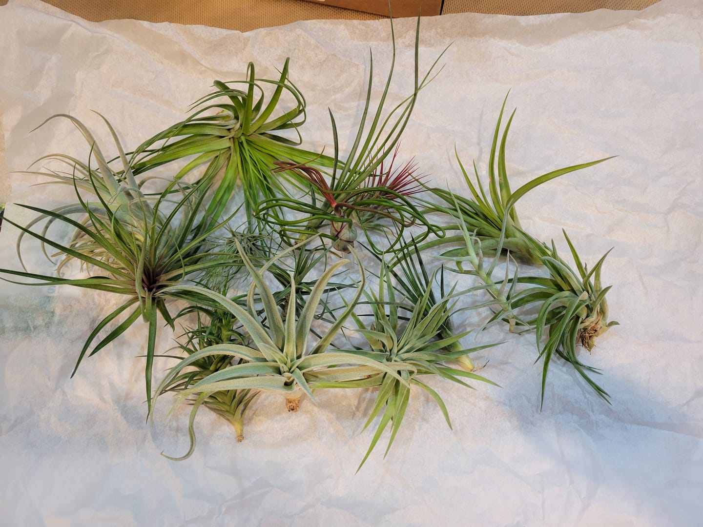 Customer photo review of 15 Pack Premium Air Plants Mix  *Cannot Be Shipped Internationally*