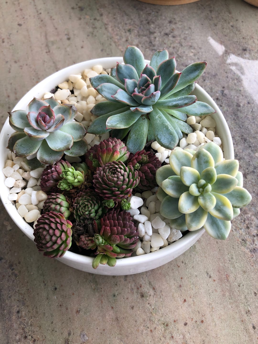 Customer photo review of Graptopetalum paraguayense ssp. bernalense variegated - Cuttings x 1