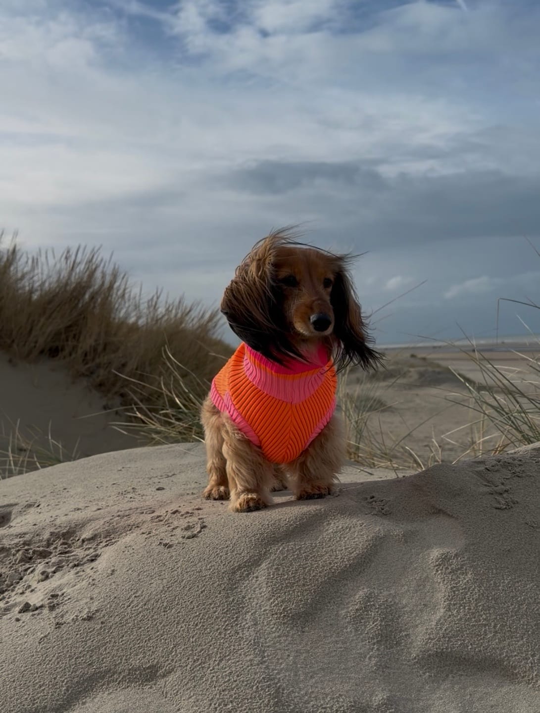 Customer photo review of THE GLOW JUMPER 2.0 - Neon Hundepullover - (Pink Parade)