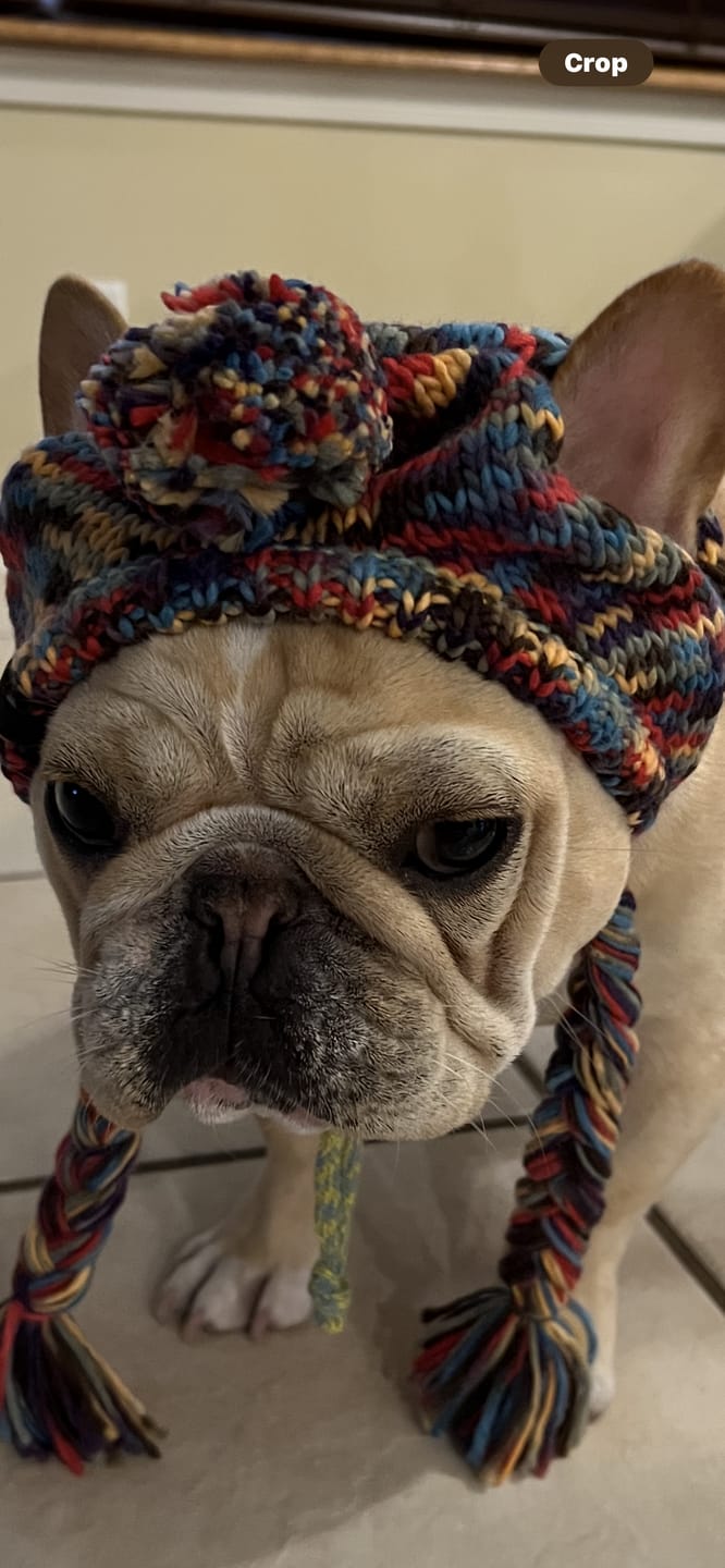 Customer photo review of Knit Pom Pom Dog Beanie Hats