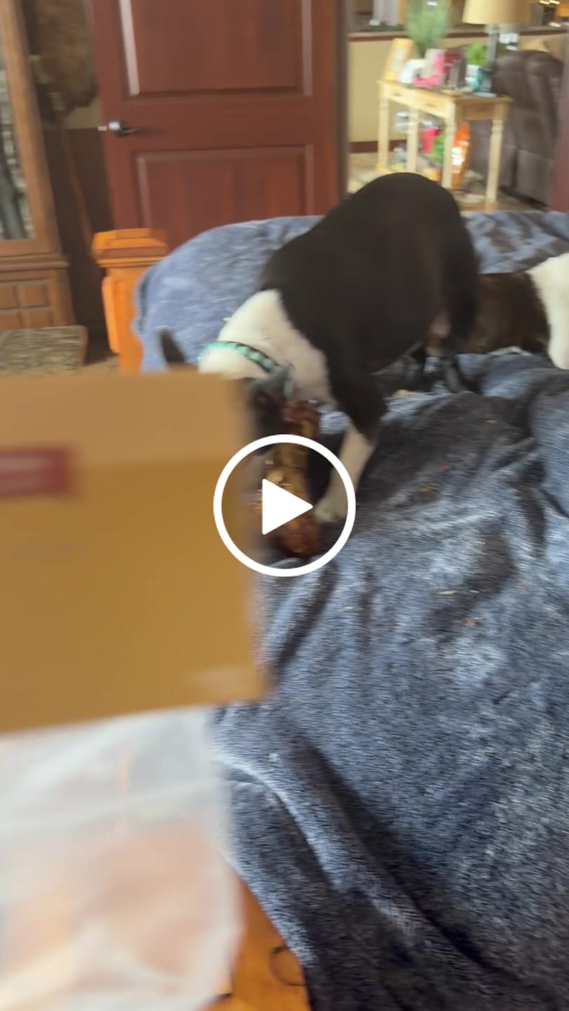 Customer video review of Chewy Ostrich Flat Tendon: Satisfying All-Natural Chew for Dental Health & Gentle Digestion