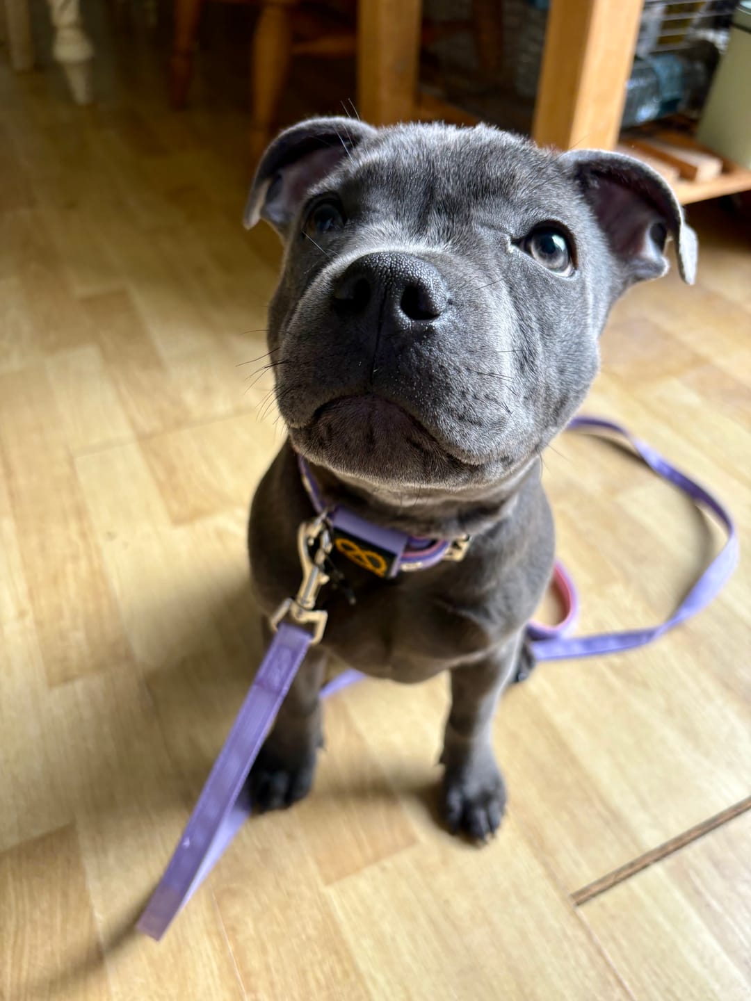 Customer photo review of Staffordshire Bull Terrier 1935® Puppy Collar & Leash Set - Little Blue Edition - Baby Lilac & Baby Pink