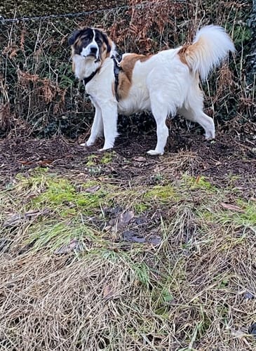 Der Hund des Rezensenten, ein großer, gefleckter Hund, steht im Freien, nachdem er Lucky Belly gefressen hat.