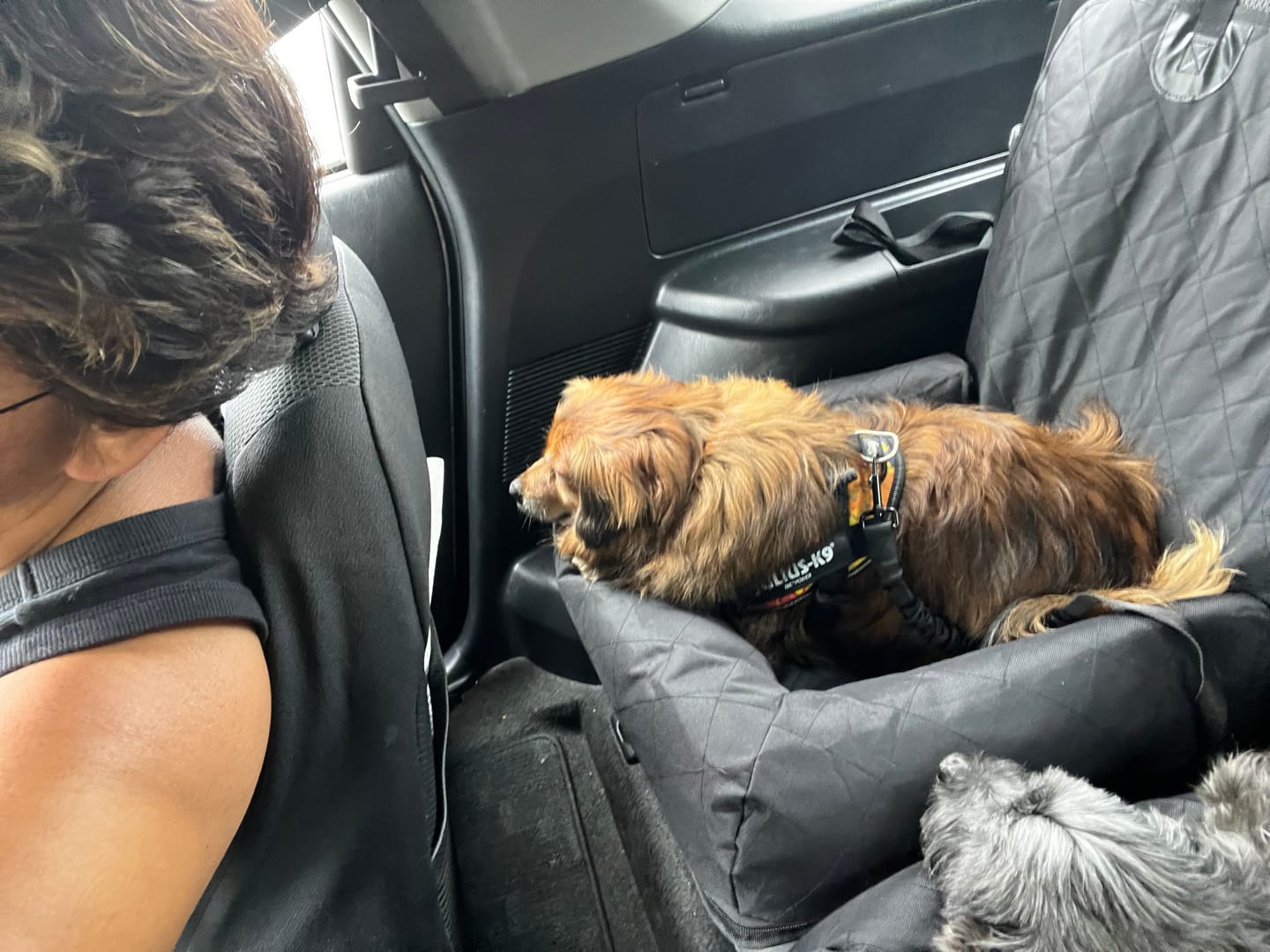 Customer photo review of Car Seat Cover