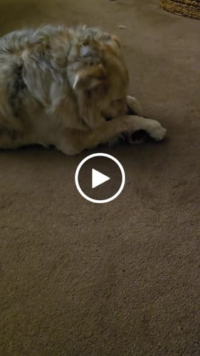 Customer video review of Smoked Beef Marrow Bone