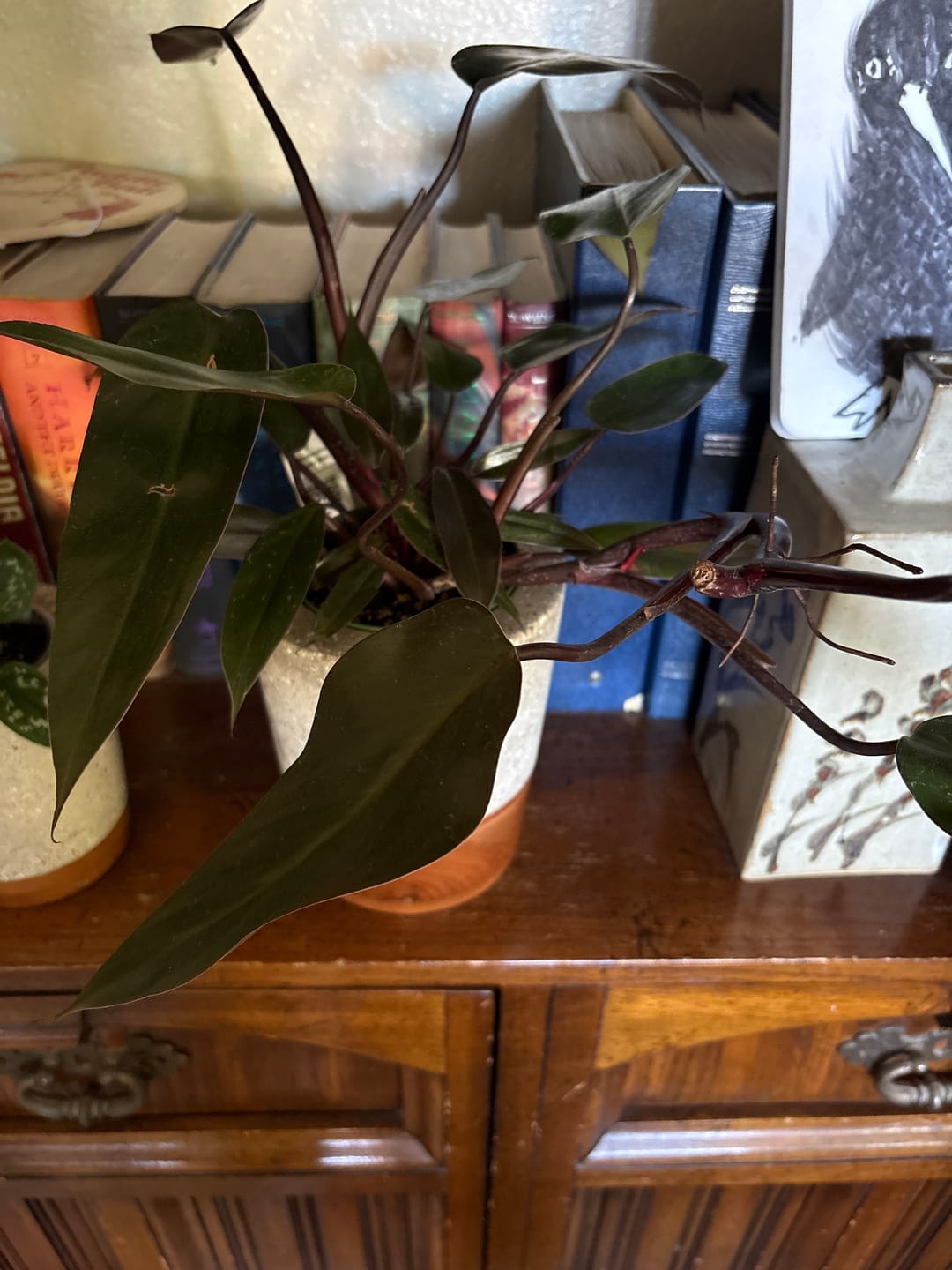 Customer photo review of Philodendron 'Bloody Mary'
