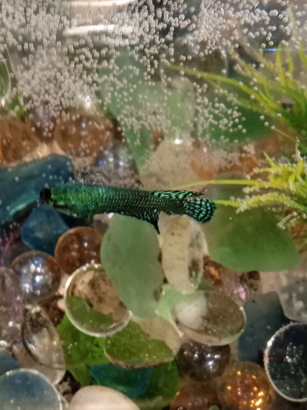 Customer photo review of Wild Alien Green Male Betta Fish